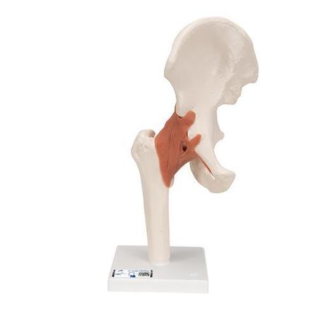 3B SCIENTIFIC Functional Hip Joint - w/ 3B Smart Anatomy 1000161